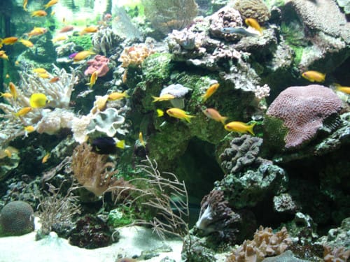 Aquarium Tropical